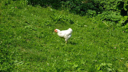 A chicken feeding in a countryside garden. Traditional eastern european animal breeding. Romania.