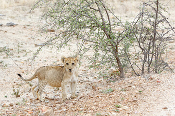 Fototapeta premium Lion Cub Looking into the Camera. Kruger Park, South Africa