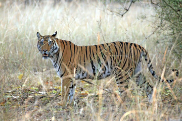 Fototapeta na wymiar Bengal Tiger (Panthera tigris tigris) in High Grass, Looking into the Camera. Bandhavgarh, India