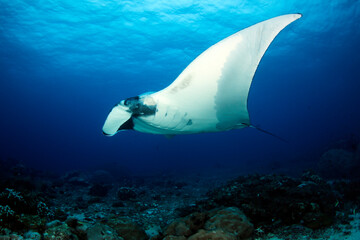 Giant Oceanic Manta Ray (Manta birostris, Mobula birostris) over Reef. Mommon, West Papua, Indonesia