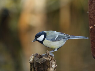 great tit (parus major)