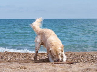 White golden labrador retriever dog on the beach