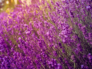 Lavender flowers in flower garden.