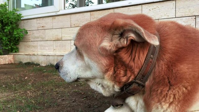 4K. Close up of a big brown and white colored beautiful dog lickens on the grass. Open mouth dog sitting in the garden and protecting the house. German shepherd and Anatolian shepherd half-breed dog.
