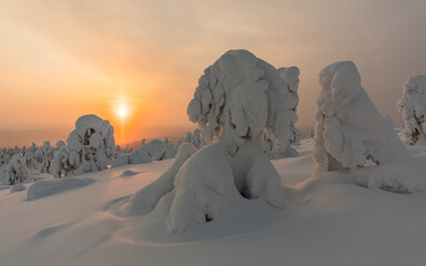 The Lion and the Dog