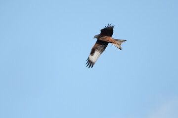Red Kite in Flight with a blue sky background, showing both sides of it's wings.