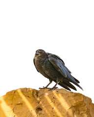 Black Crow Standing at Rock Isolated