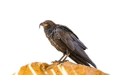 Black Crow Standing at Rock Isolated