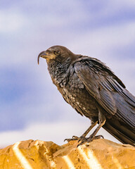 Black Crow Standing at Rock