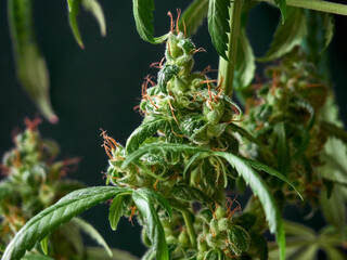 Obraz premium Medical marijuana bud or hemp plant blossom with leaves on the dark background