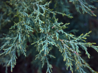 Green thuja tree branches background.