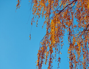 Birch branches with yellow leaves on a background of the sky