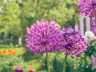 Blooming purple flowers of onion in garden.