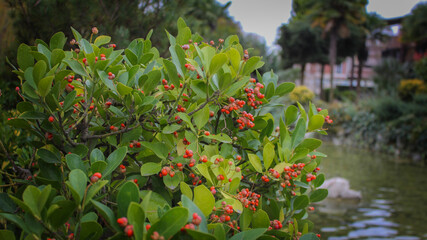 flowers in the garden