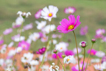 Beautiful natural colorful flowers in the garden,select focus.