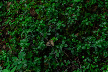 Obraz premium Small green forest grass with smooth leaves grows in the taiga. Unripe lingonberry plant