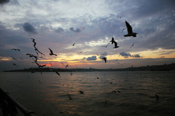 Fototapeta na wymiar seagulls at sunset