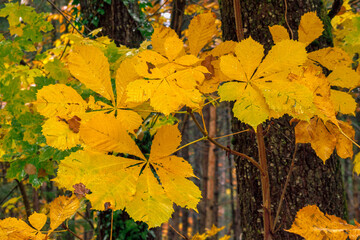 Kastanienblätter im Herbst, Bayern, Deutschland
