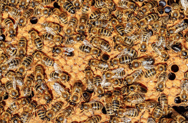 View of worker bees on the honeycomb close-up. Copy space