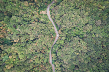 Aerial view of a road in the middle of the forest with car passing