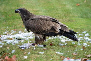 immature bald eagle eating a seagull on green grass