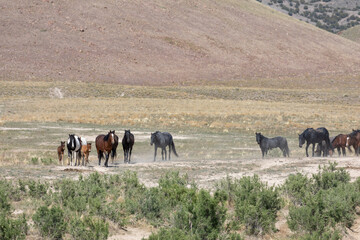 Wild Horses in Spring in the Utah Desert