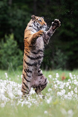 young siberian/bengal tiger