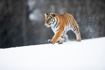 young siberian/bengal tiger
