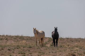 Wild Horses in Spring in the Utah Desert