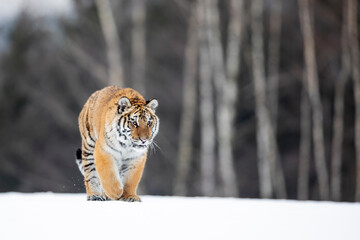 young siberian/bengal tiger