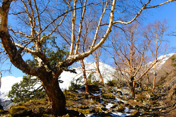 Dwarf birch on the slopes of mountains, the Himalayas