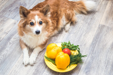 Portrait of a dog with a plate of fresh vegetables