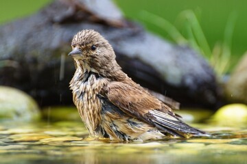 Linnet, Carduelis cannabina, female stands in the water of a bird's waterhole. Czechia. Europe. 
