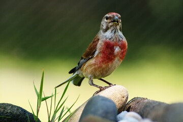 Linnet, Carduelis cannabina, male with a dirty beak stands on stone. Czechia. Europe