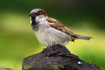 The House sparrow, Passer domesticus, male stands on a piece of wood. Czechia. Europe. 