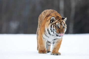 young siberian/bengal tiger