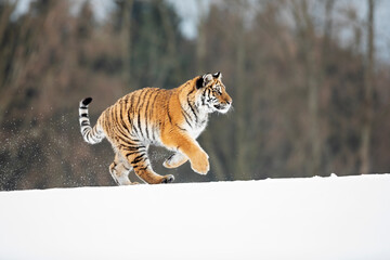 young siberian/bengal tiger
