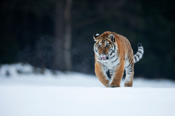 young siberian/bengal tiger