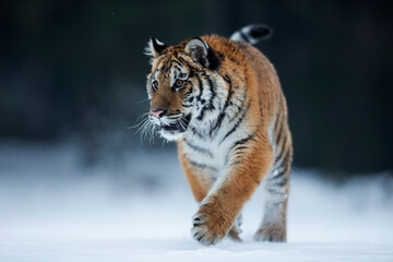 Fototapeta premium young siberian/bengal tiger