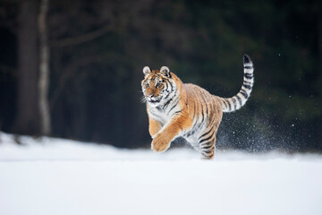 young siberian/bengal tiger