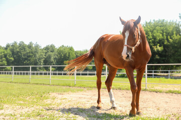 Fototapeta premium Chestnut horse in paddock on sunny day. Beautiful pet