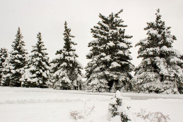 Winter landscape with snow-covered fir trees. Pines under the snow in winter