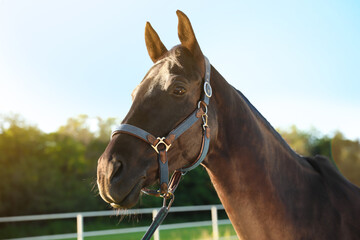 Horse with bridle outdoors on sunny day. Beautiful pet