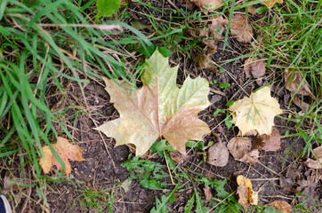 a yellow maple leaf is lying on the grass