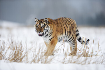 young siberian/bengal tiger