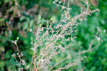 dry wormwood bush on a green background