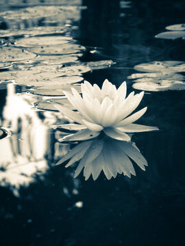 riflesso