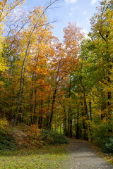 Weg durch den Herbstwald, Elsebachtal, Schwerte, Nordrhein-Westfalen, Deutschland, Europa