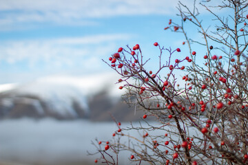 Castelluccio 