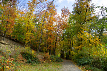 Weg durch den Herbstwald, Elsebachtal, Schwerte, Nordrhein-Westfalen, Deutschland, Europa
